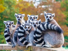 Lemurs Experience: Madagascar