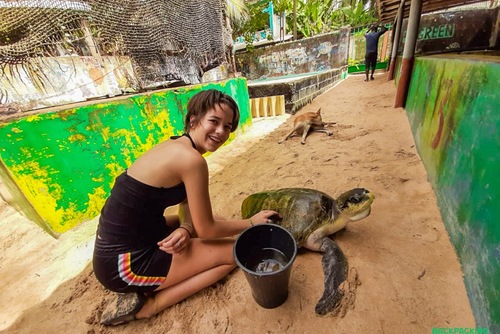 Turtle Conservation: Sri Lanka