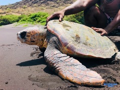 Turtle Conservation: Cape Verde