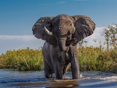 Africa Wildlife Film-Making Courses