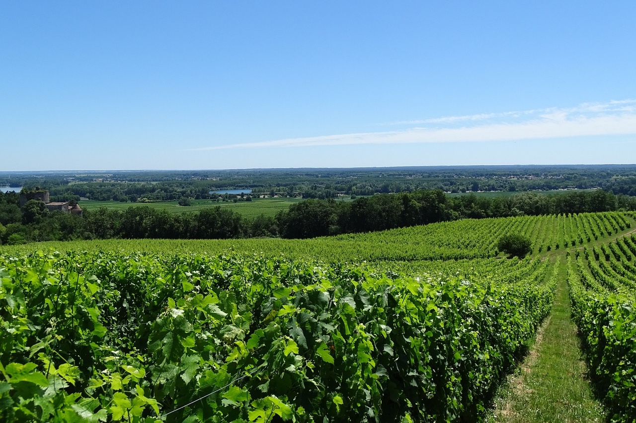 Bordeaux Vinyard, France