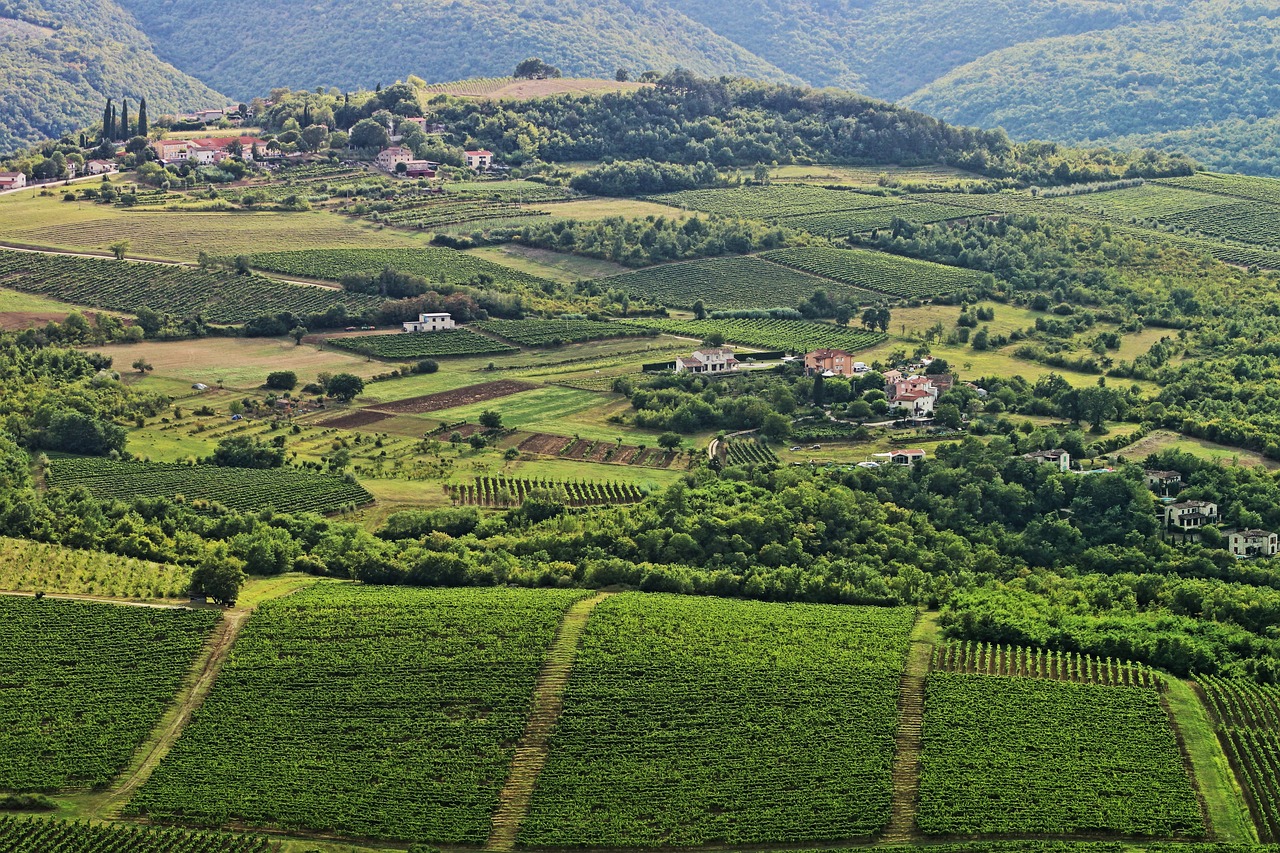 Istria vinyard, Croatia