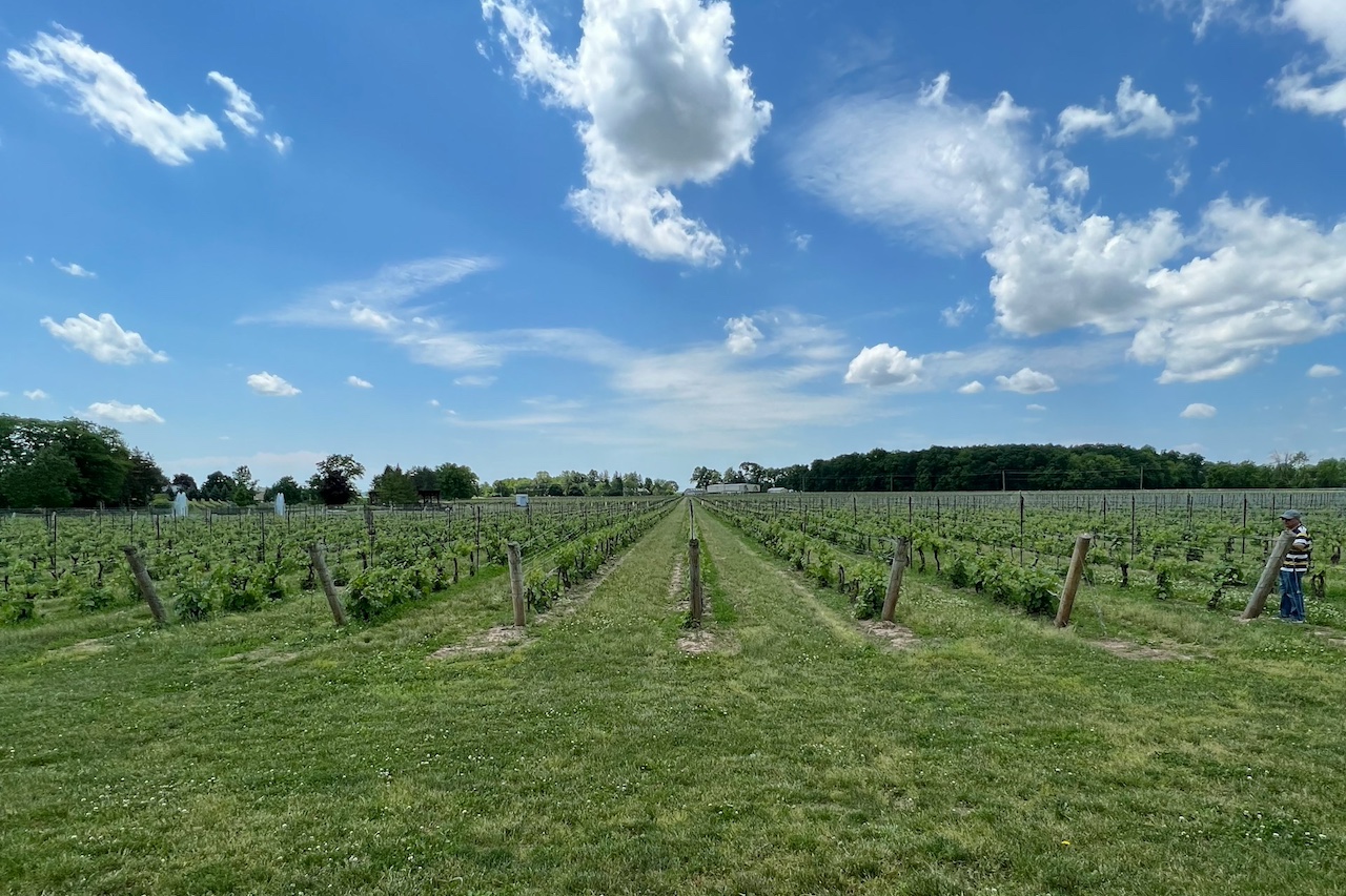 Niagara Peninsula Vinyard, Canada