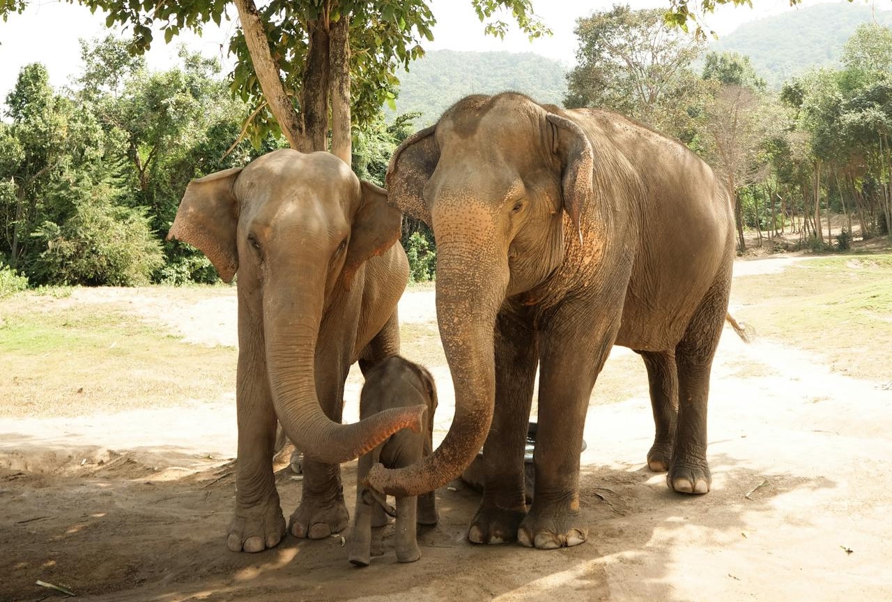 Asian elephants Chiang Mai, Thailand