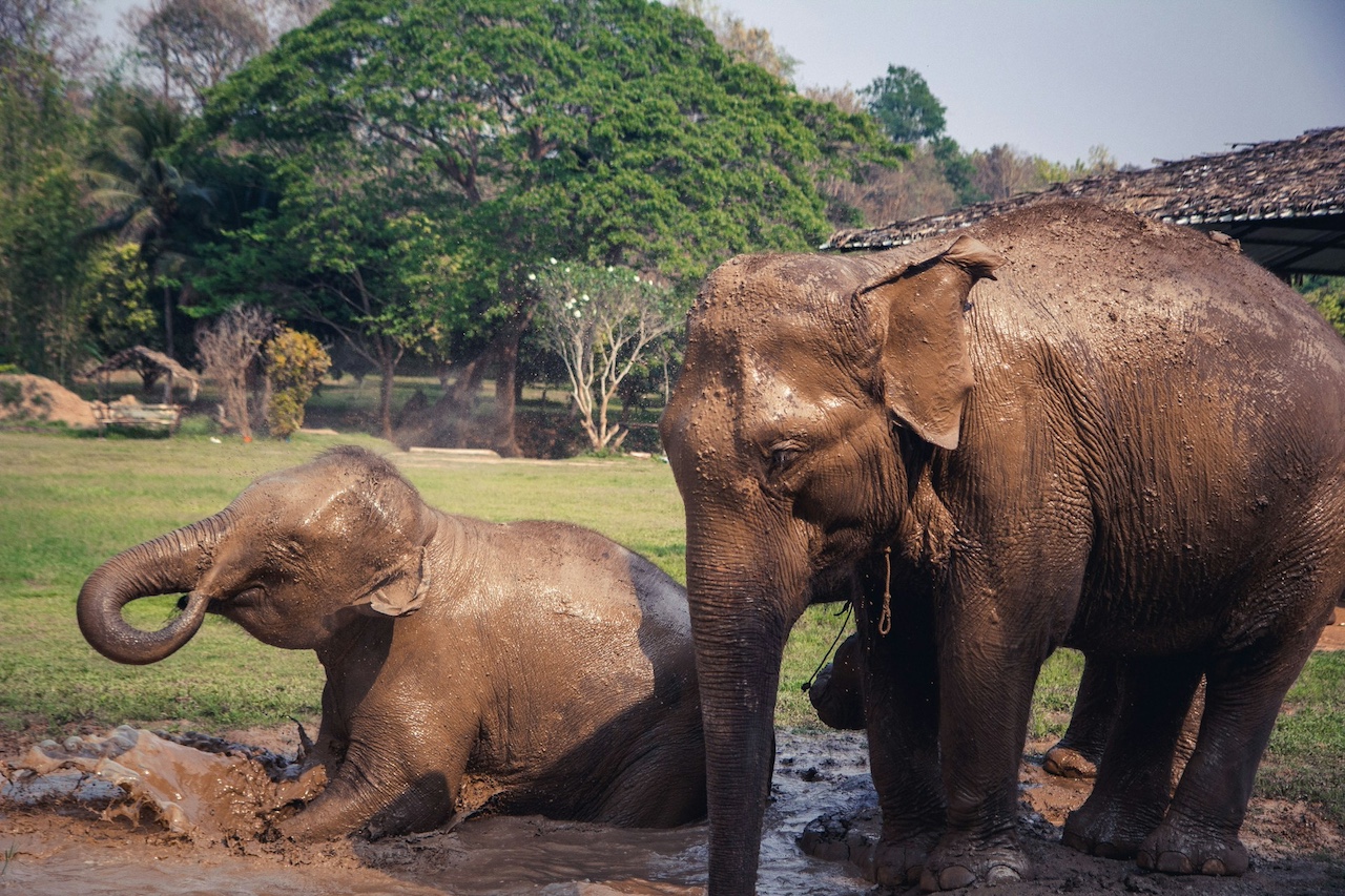 Elephants bathing in Chiang Mai