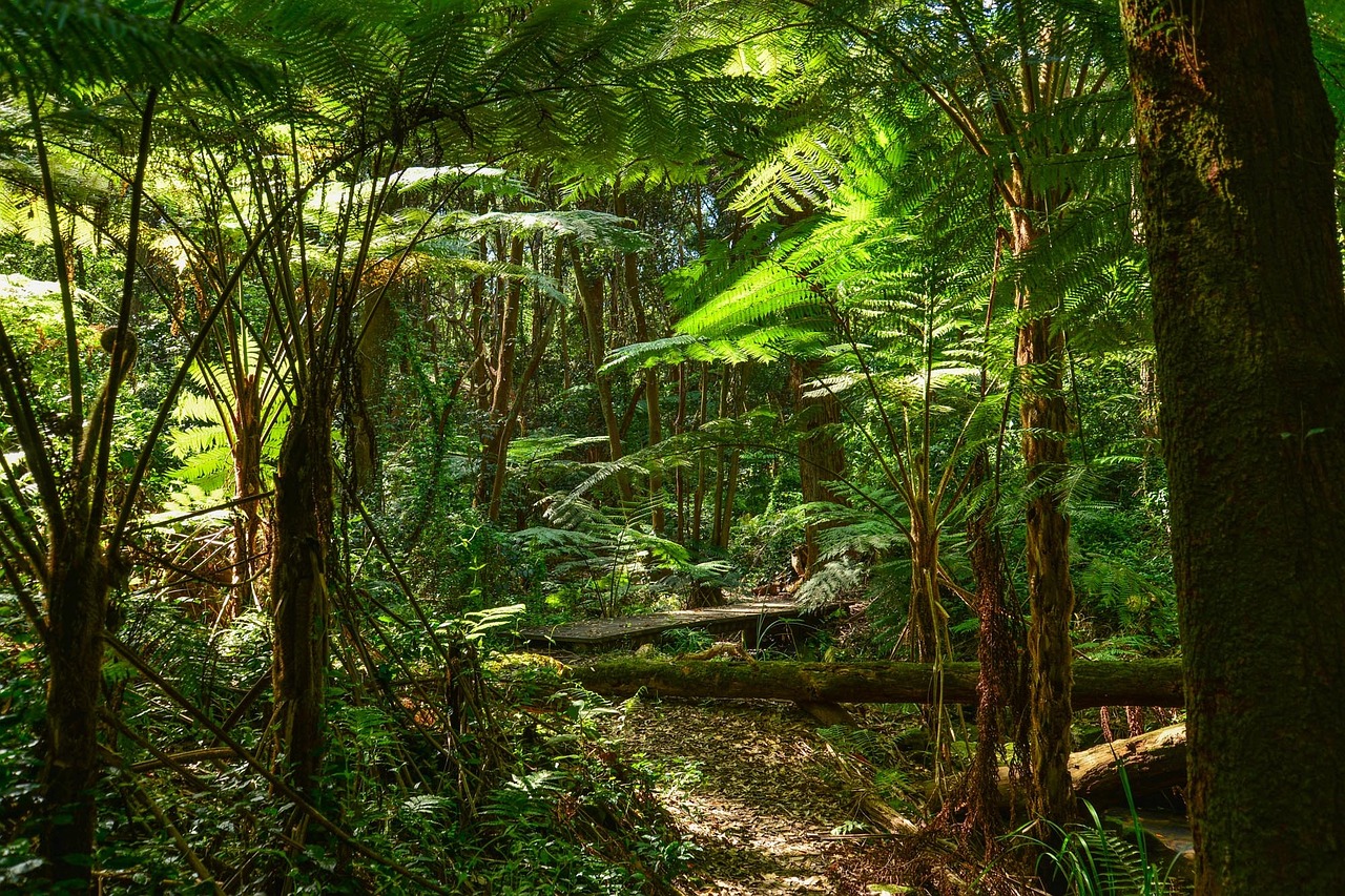 Australia rainforest