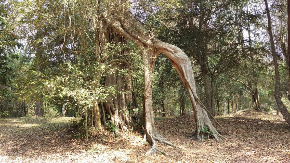 Angkor Tree Roots