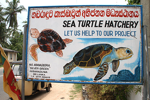 Sri Lanka sea turtle hatchery  