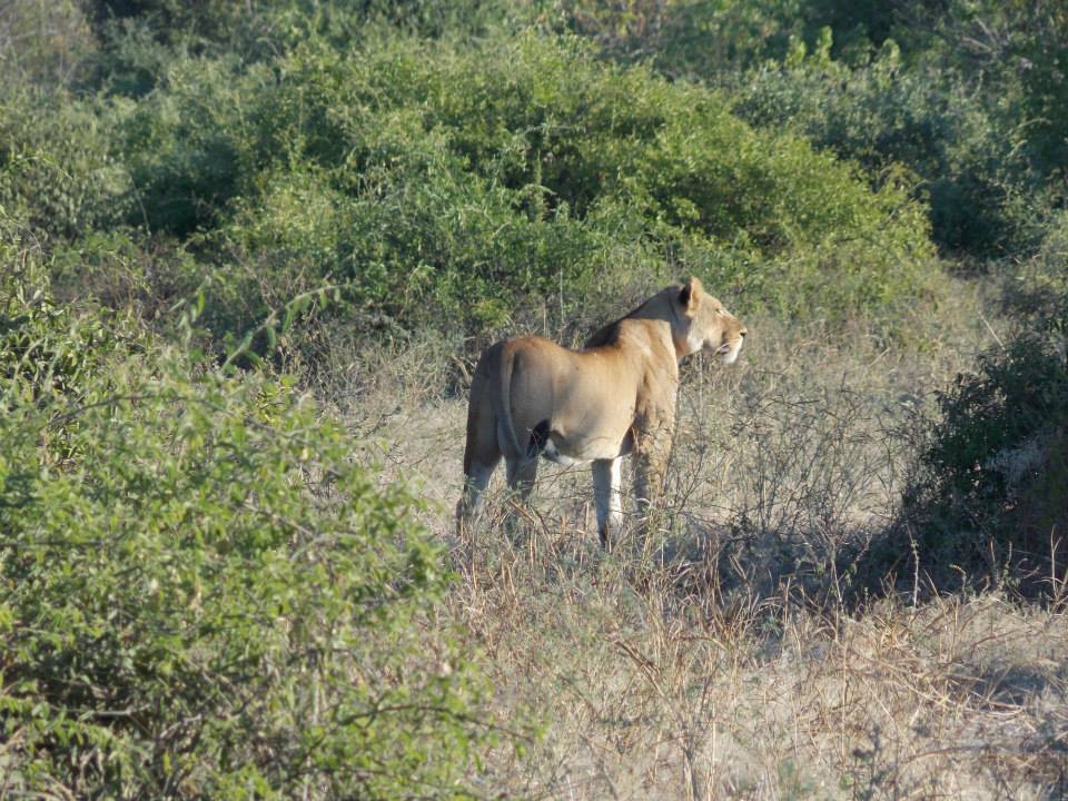Serengeti Game Reserve