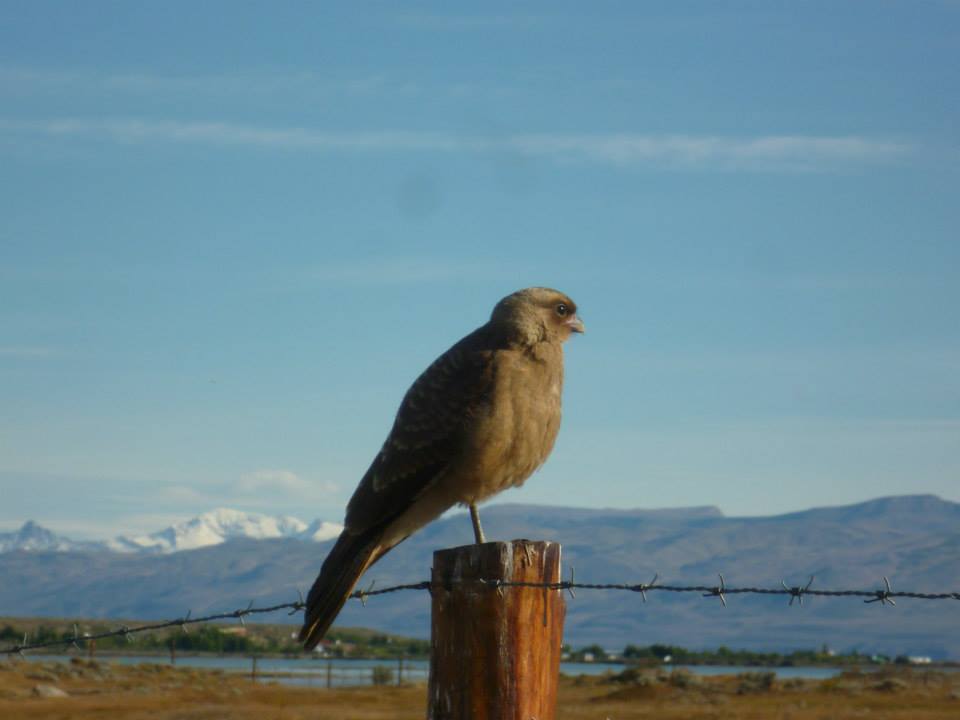 Bird in Patagonia
