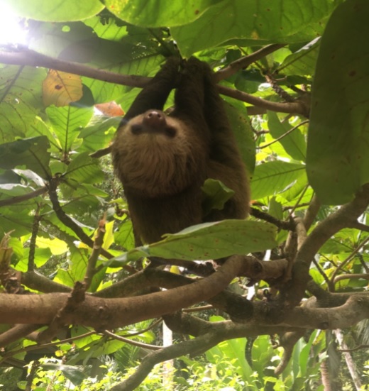 Sloths, Cahuita National Park, Monteverde 