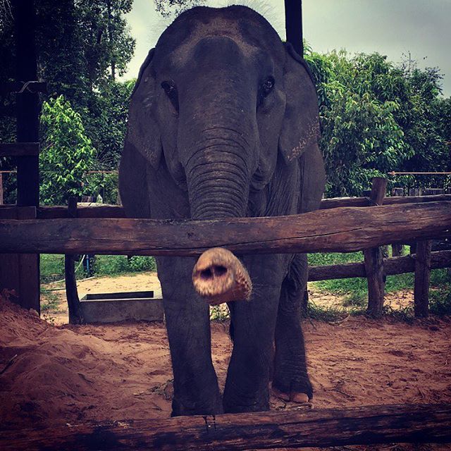 Cambodia elephant