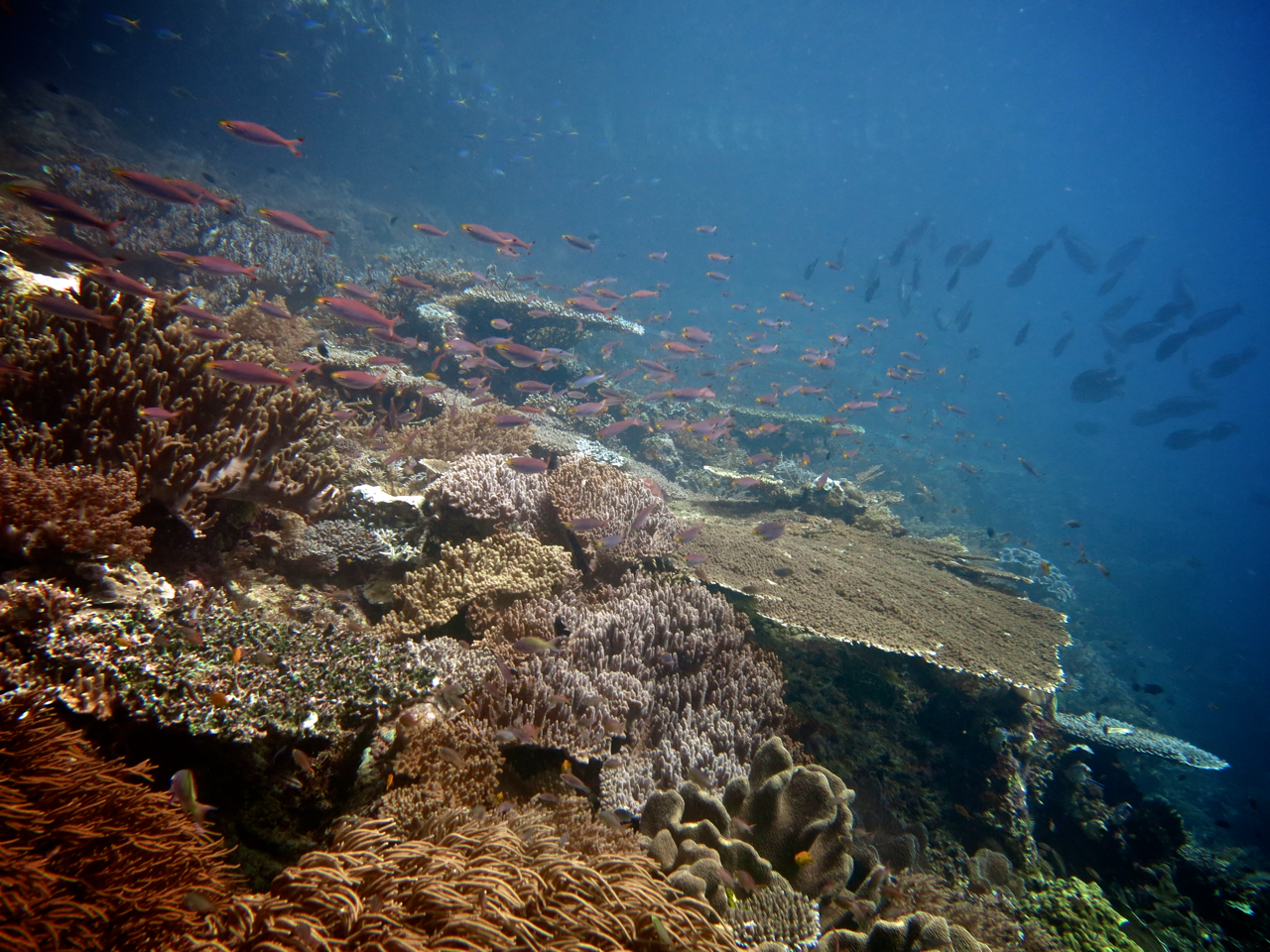 Coral fish Raja Ampat
