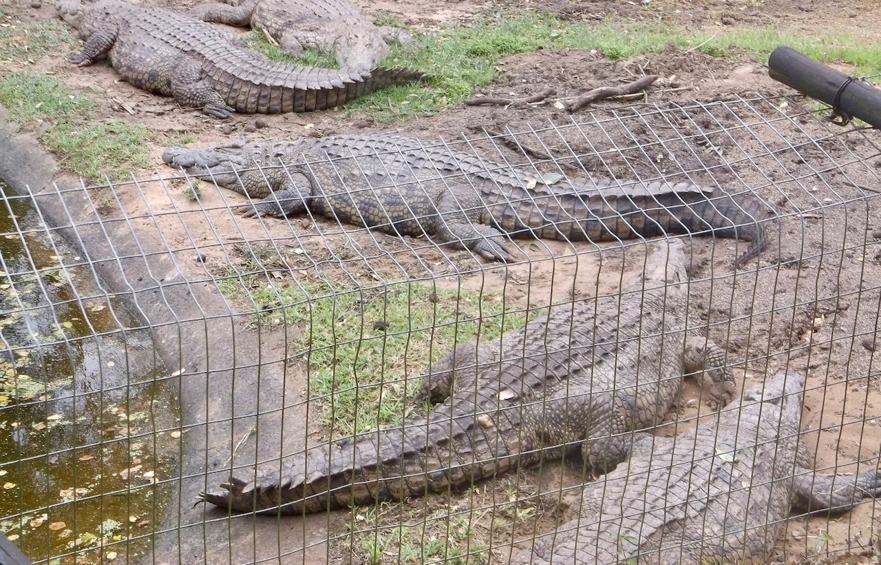 Crocodile centre, St Lucia, South Africa