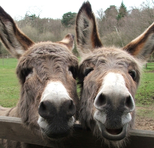 The Donkey Sanctuary, Devon, UK