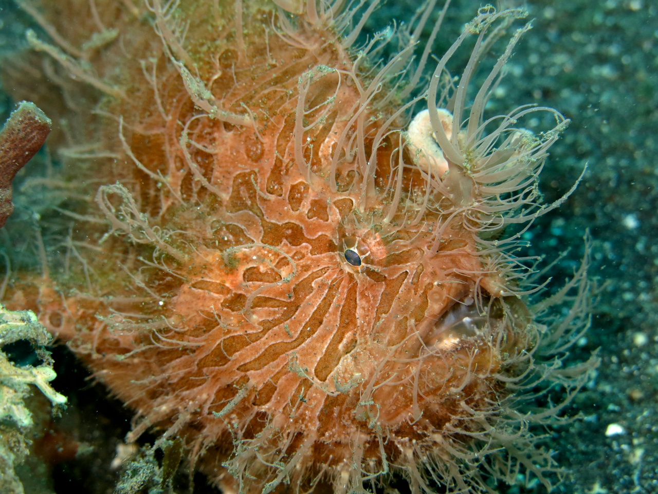 Hairy Frogfish of Lembeh