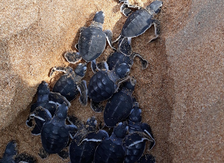 Kosgoda turtle volunteer experience