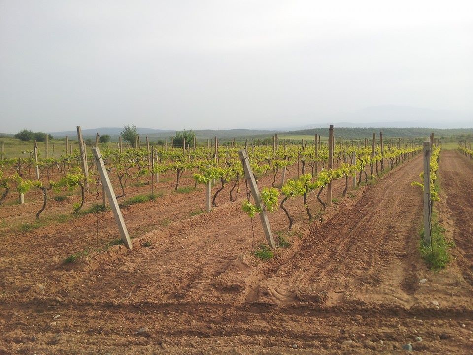 Macedonia Winery