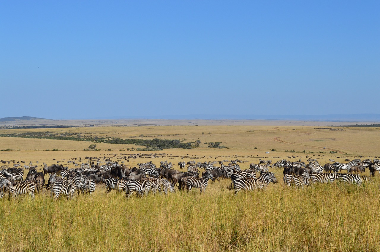 Masai Mara National Park, Kenya