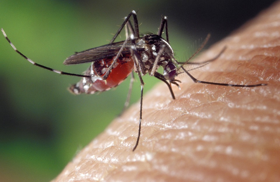 Mosquito prevent maleria