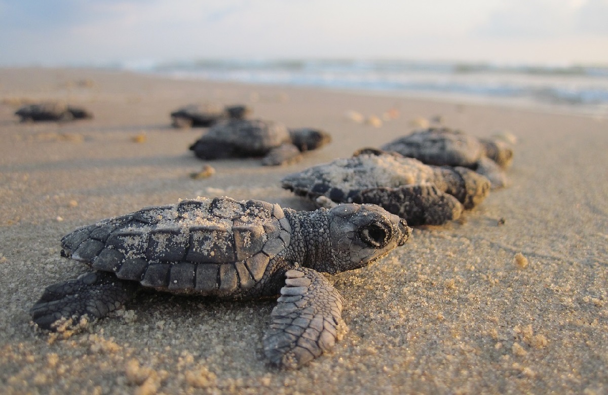 Summer travel ideas sea turtles Costa Rica