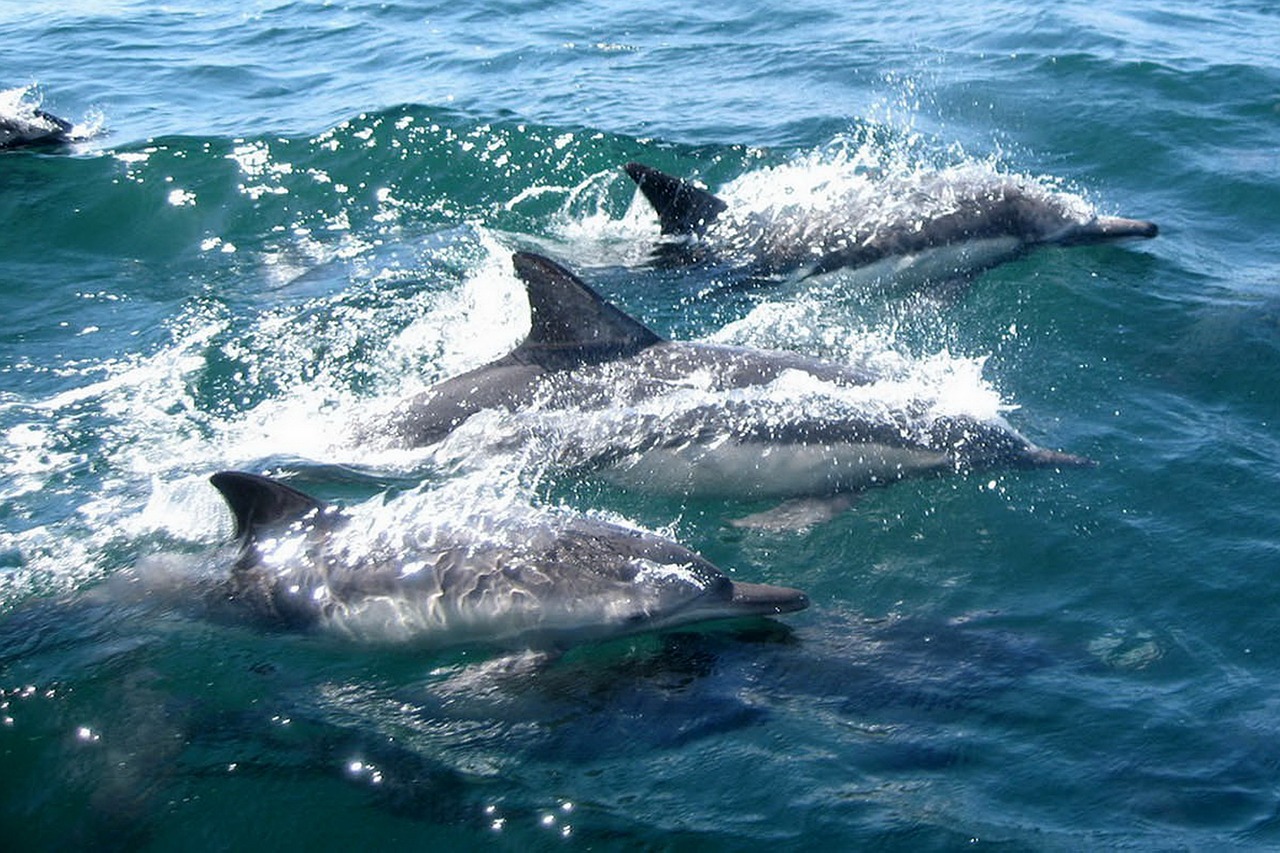 Summer travel ideas - help dolphins