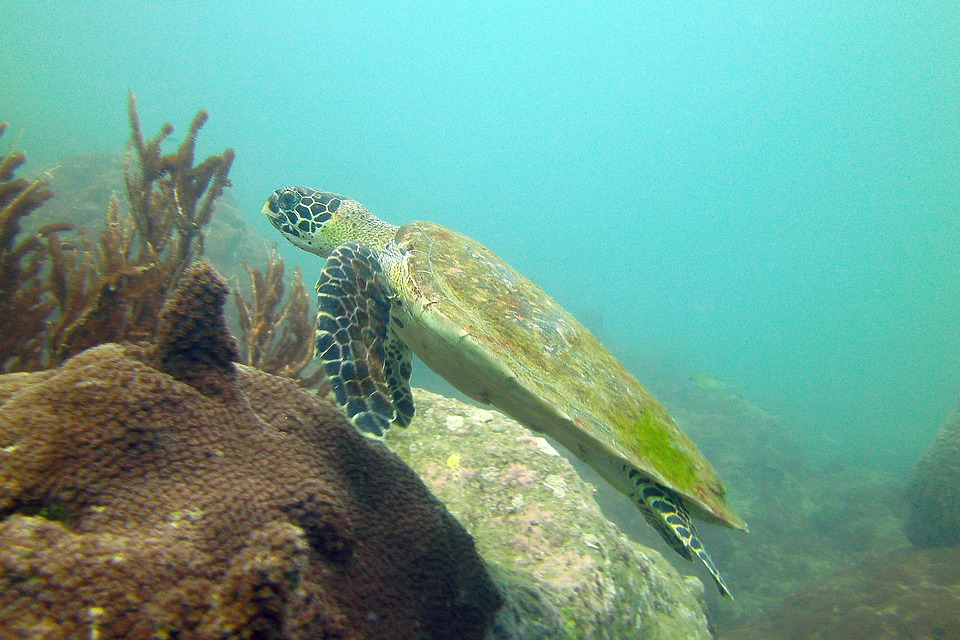 Turtle Thailand
