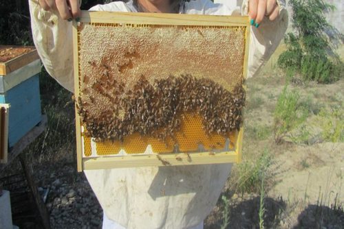 WWOOF Beehive volunteer