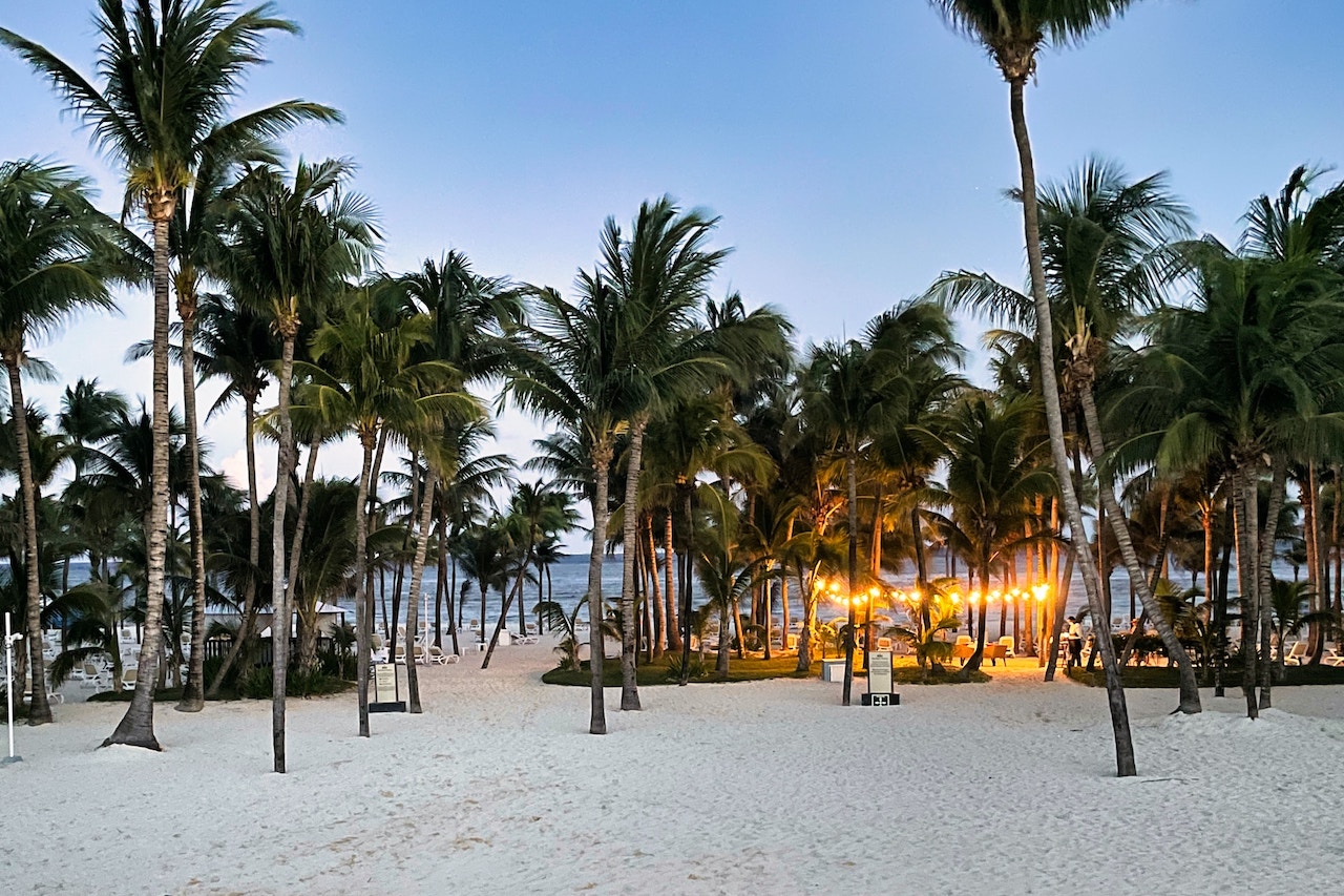 Playa del Carmen beach palm trees