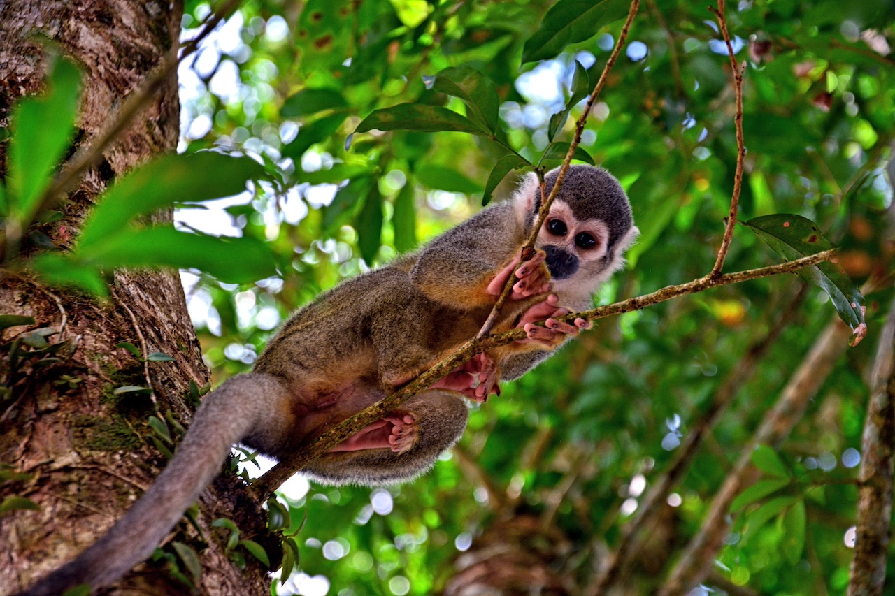 Monkey, Coca, Ecuador