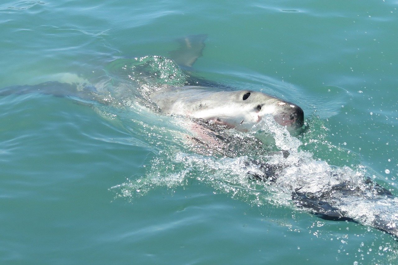 Great white shark South Africa