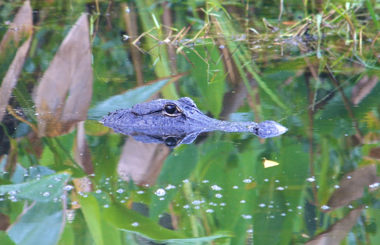Aligator Everglades National Park