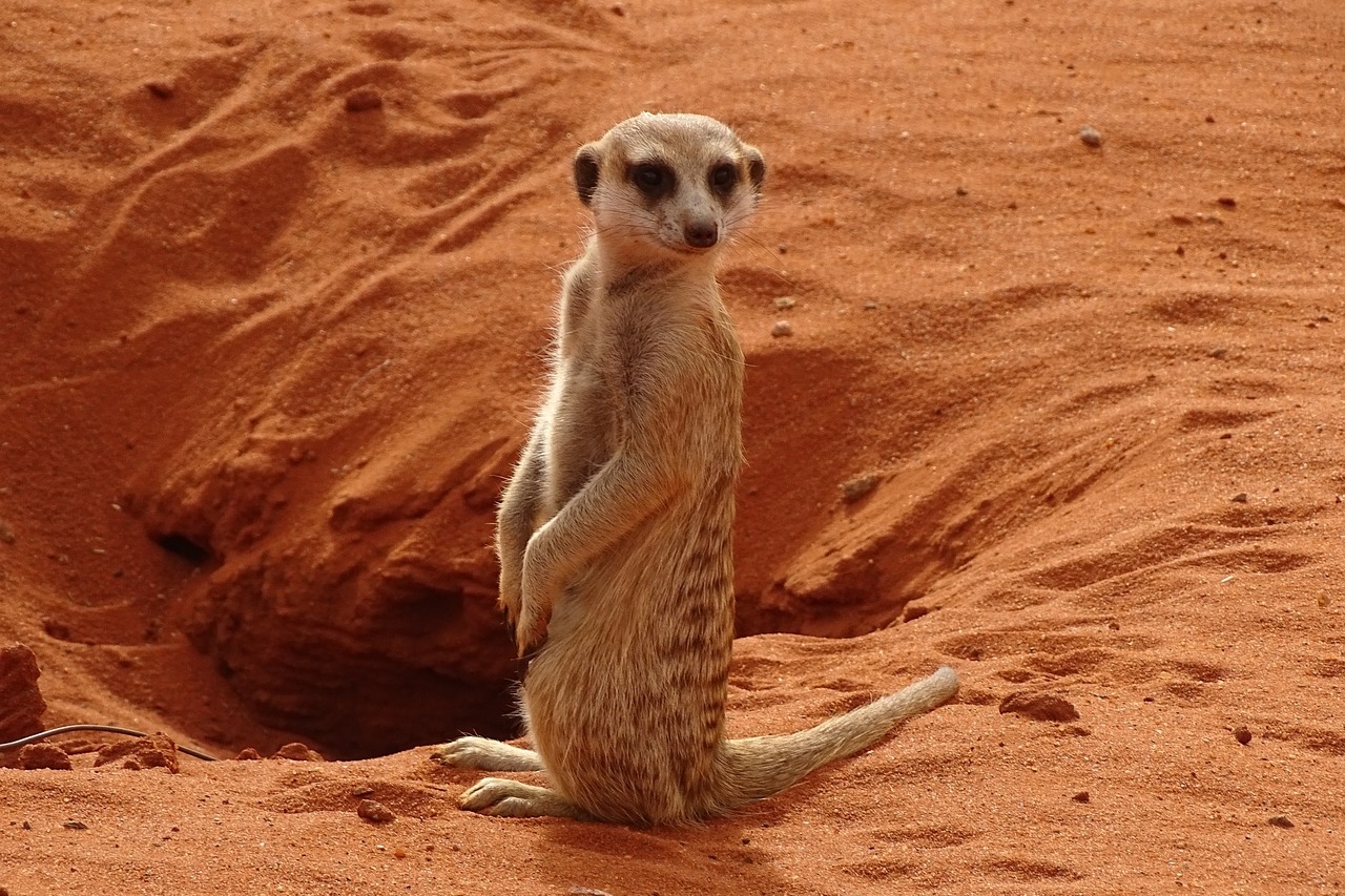 Kalahari Desert meerkat