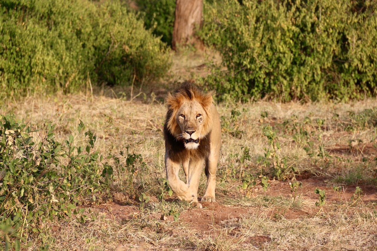 Kenya lion