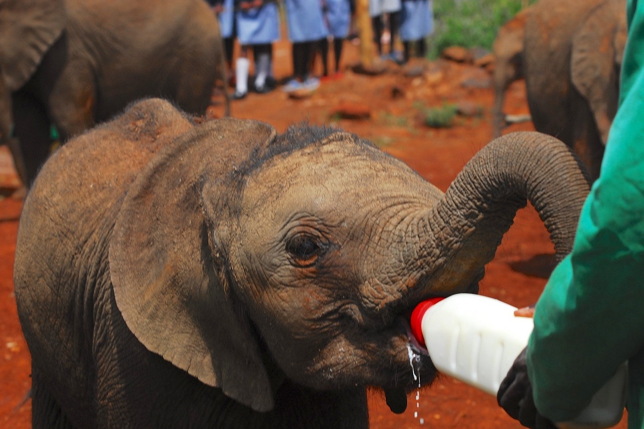 David Sheldrick elephant orphanage Nairobi