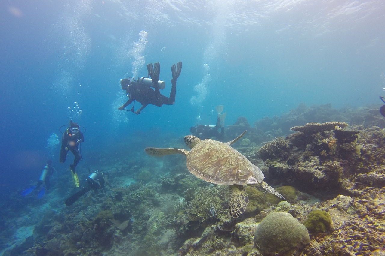 Scuba diving Indonesia turte