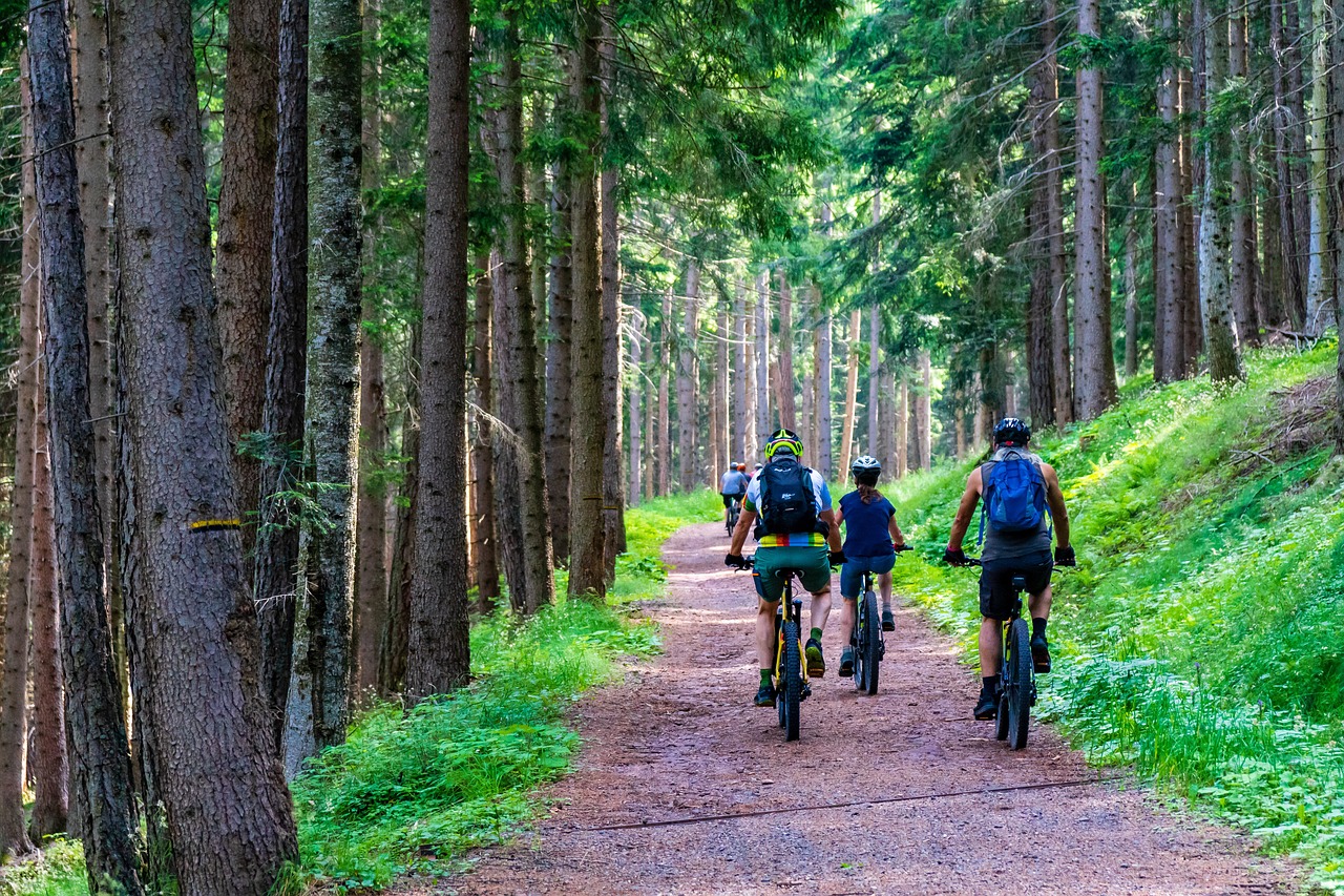 Forest mountain biking