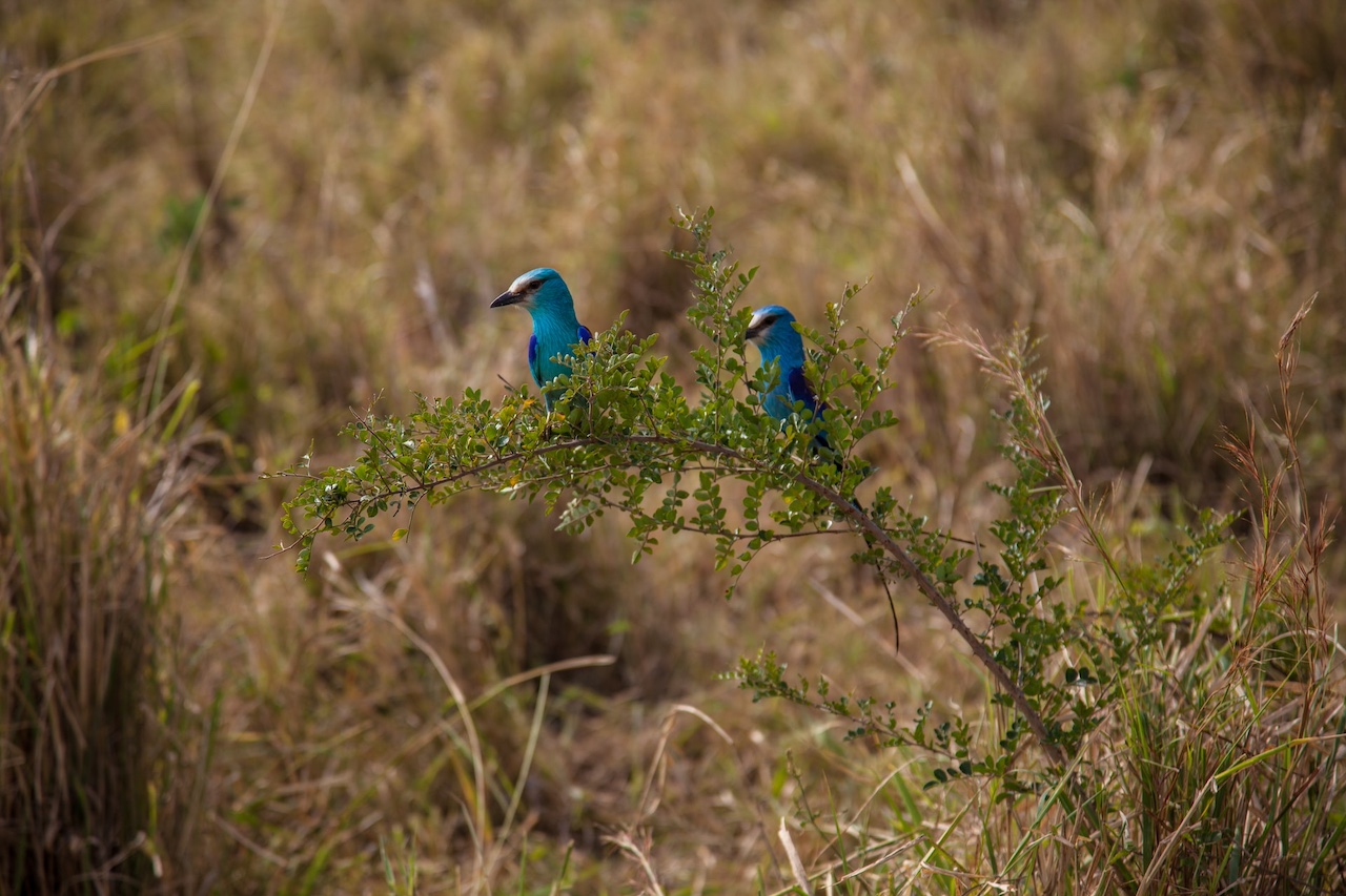 Birds, Kidepo Valley National Park, Uganda